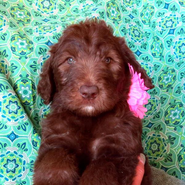Mocha